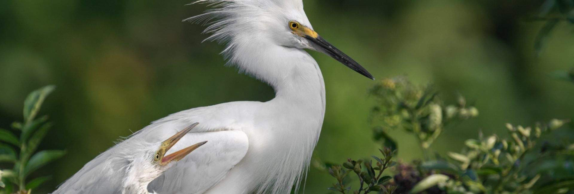 Snowy,Egret,In,Florida