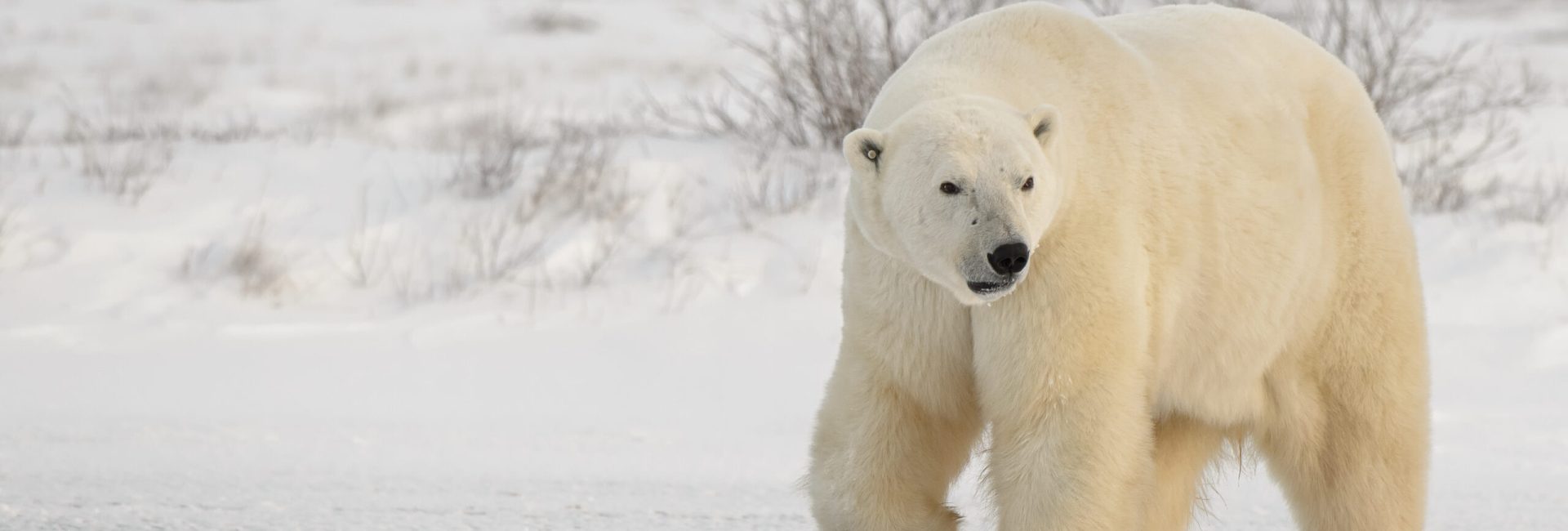 Churchill Polar Bears