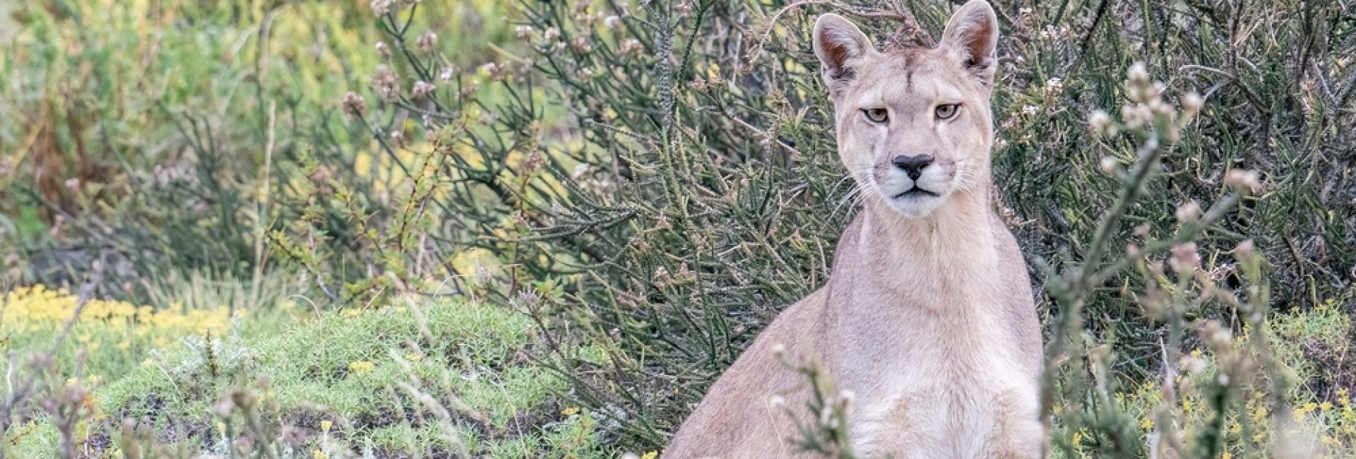 A,Puma,Is,Lying,Down,On,The,Mountain,Slope,Between A,Puma,Is,Lying,Down,On,The,Mountain,Slope,Between