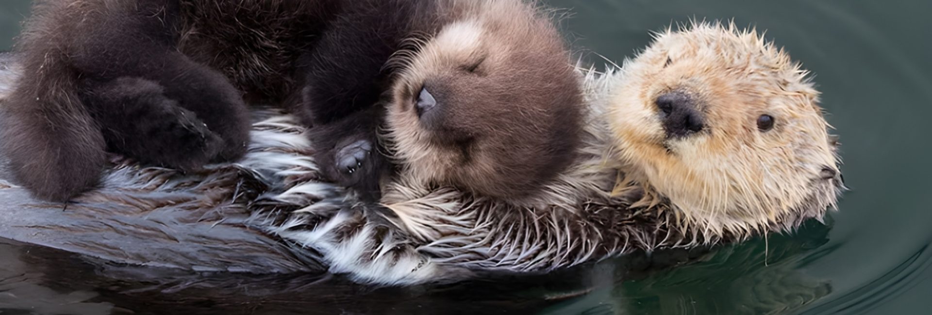 Some,Sea,Otters,Are,In,The,Middle,Of,A,River
