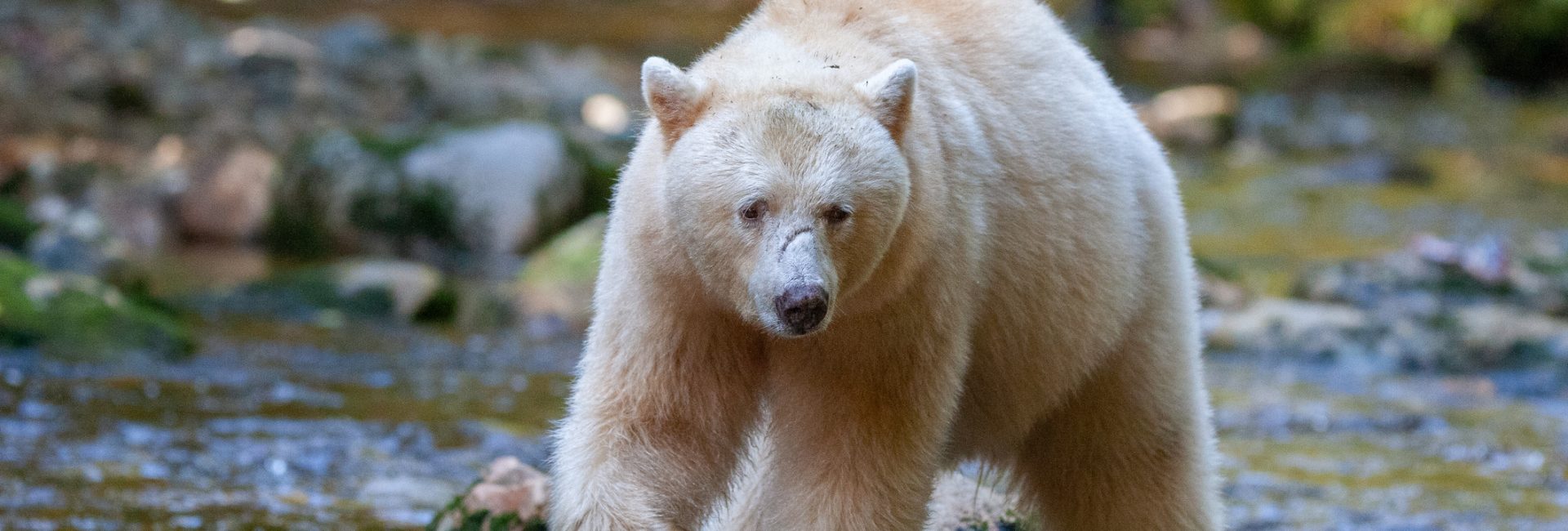 A spirit bear hunts for salmon in the Great Bear Rainforest of British Columbia.