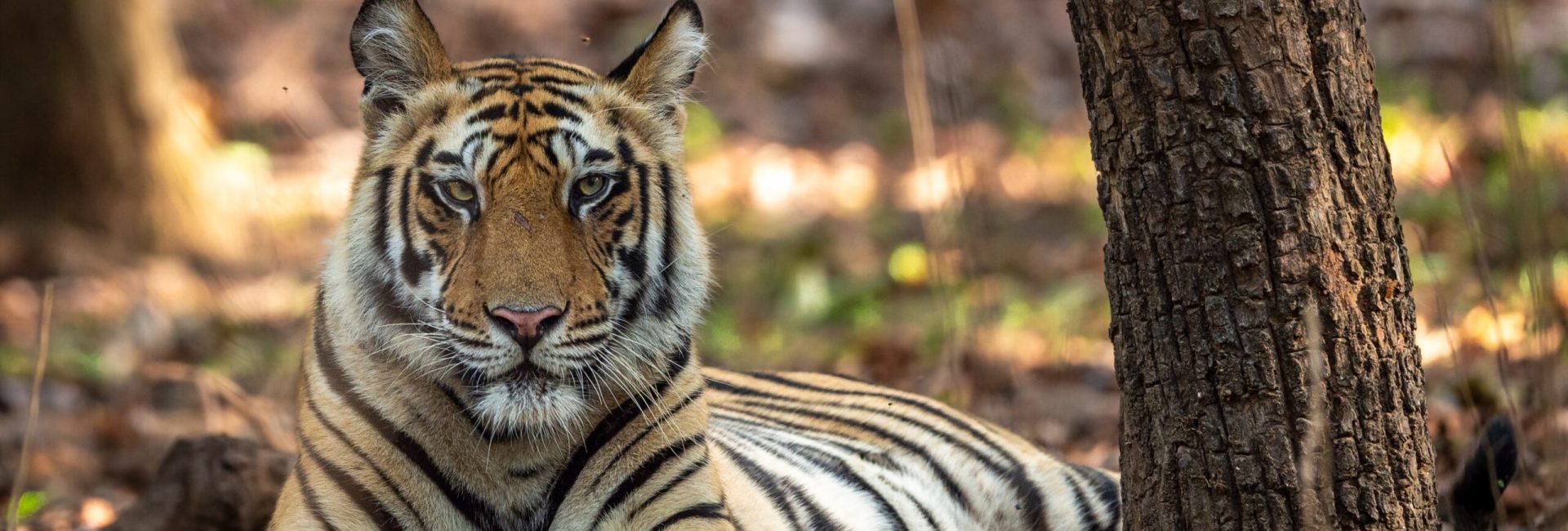 Indian,Wild,Royal,Bengal,Male,Tiger,Portrait,Or,Closeup,In