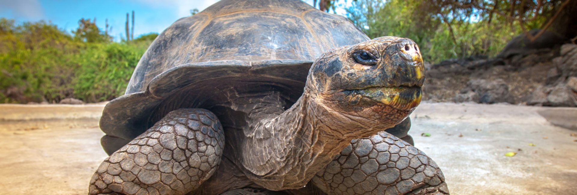 Galapagos,Islands.,Galapagos,Tortoise.,Big,Turtle.,Ecuador. Galapagos,Islands.,Galapagos,Tortoise.,Big,Turtle.,Ecuador.