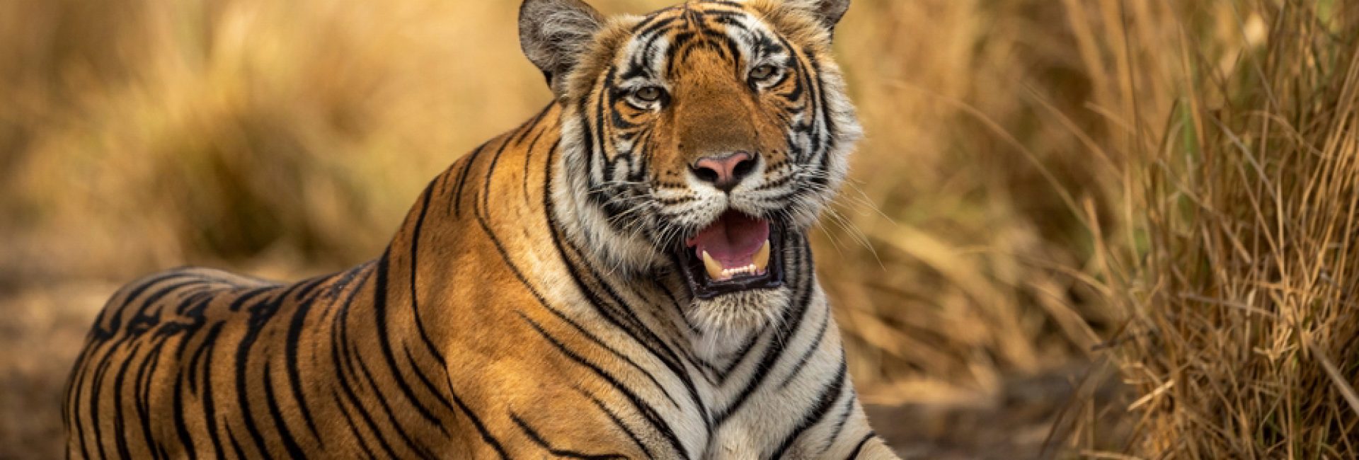 Eye,Level,Shot,Of,Wild,Female,Bengal,Tiger,Or,Tigress eye level shot of wild female bengal tiger or tigress close up or portrait with eye contact in hot summer season safari at ranthambore national park sawai madhopur rajasthan india - panthera tigris