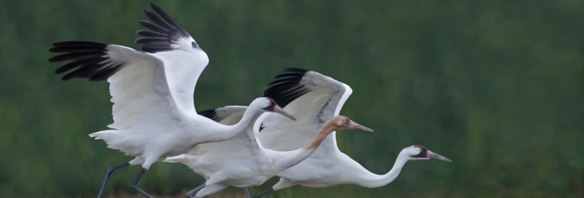 Whooper,Family,Takeoff,-,A,Whooping,Crane,Family,Of,Two Whooper,Family,Takeoff,-,A,Whooping,Crane,Family,Of,Two