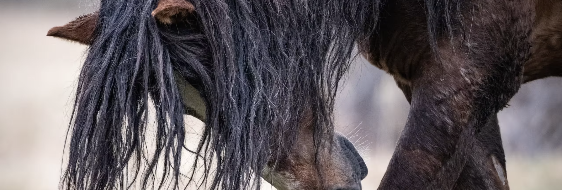 wild horse wild horse