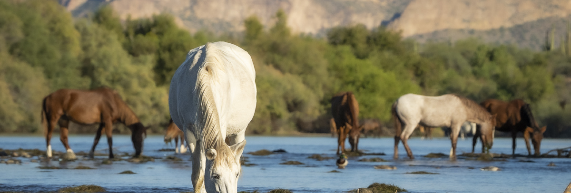 wild horses arizona